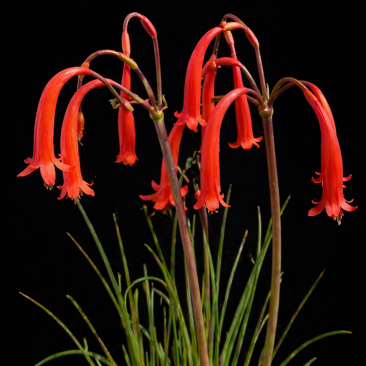Cyrtanthus obrienii - Red Ifafa Lily - 5 Seed Pack