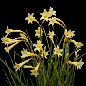 Cyrtanthus ochroleucus - White Ifafa Lily - 5 Seed Pack