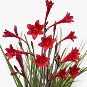 Cyrtanthus odorus - Scented Firelily - 5 Seed Pack
