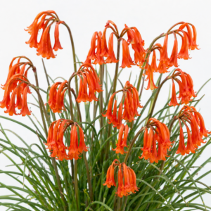 Cyrtanthus rotundilobus - Red Dobo Lily - 5 Seed Pack