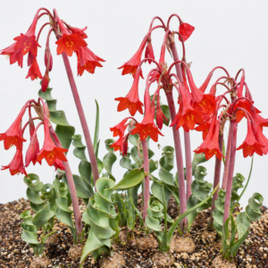 Cyrtanthus spiralis - Spiral Firelily; Varkstertlelie - 5 Seed Pack