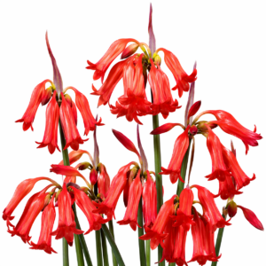 Cyrtanthus staadensis - Van Stadens Firelily - 5 Seed Pack
