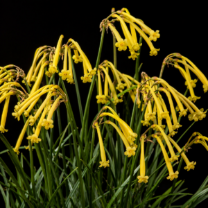 Cyrtanthus stenanthus var. major - Yellow Longtube Firelily - 5 Seed Pack