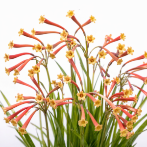 Cyrtanthus stenanthus var. stenanthus - Red Longtube Firelily - 5 Seed Pack