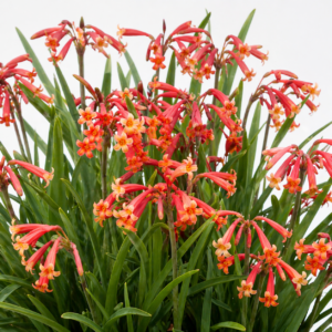 Cyrtanthus suaveolens - Lekkerruiklelie - 5 Seed Pack