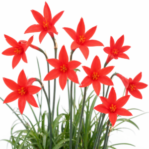 Cyrtanthus thorncroftii - 5 Seed Pack