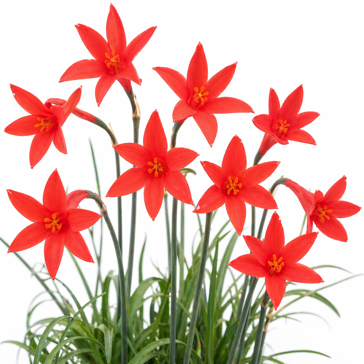 Cyrtanthus thorncroftii - 5 Seed Pack