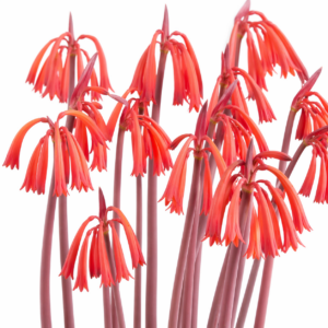 Cyrtanthus tuckii var. transvaalensis - Pempempie - 5 Seed Pack