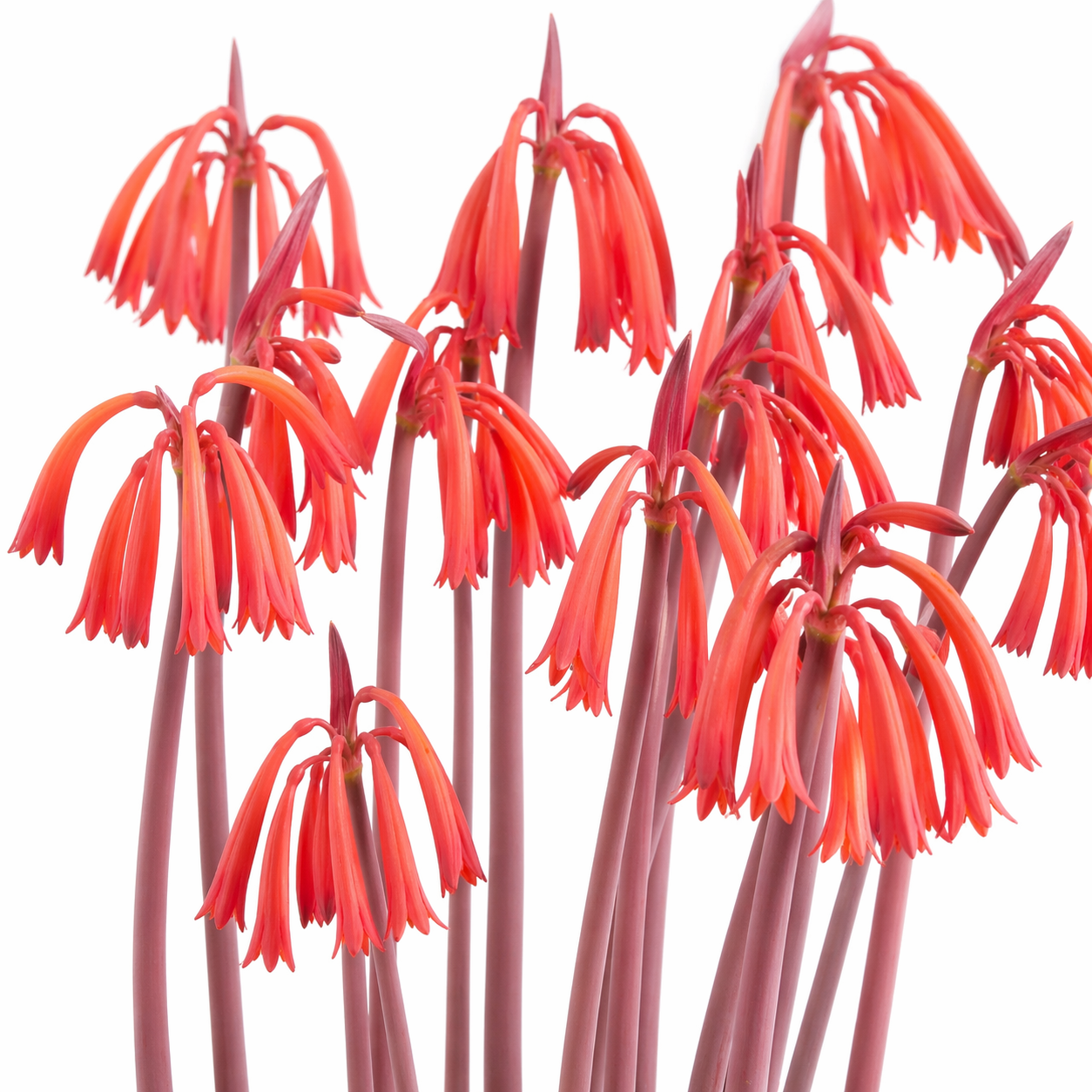 Cyrtanthus tuckii var. transvaalensis - Pempempie - 5 Seed Pack