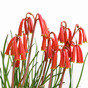 Cyrtanthus tuckii var. viridilobus - 5 Seed Pack
