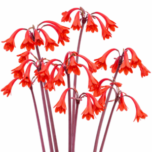 Cyrtanthus ventricosus - Post Firelily; Brandlelie - 5 Seed Pack
