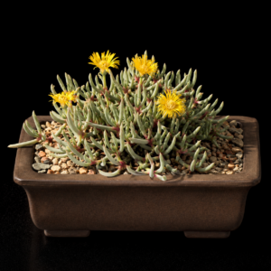 Cephalophyllum corniculatum - 10 Seed Pack