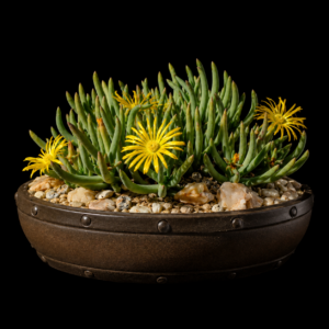 Cephalophyllum herrei (Cephalophyllum pallens) - 5 Seed Pack