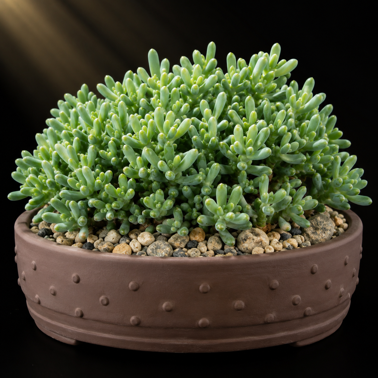 Cephalophyllum parvibracteatum - 10 Seed Pack
