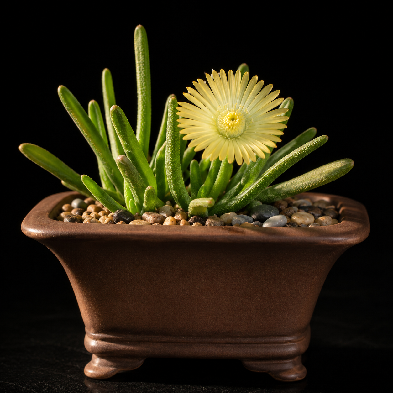 Cephalophyllum parviflorum - Tygerberg Starfig - 5 Seed Pack