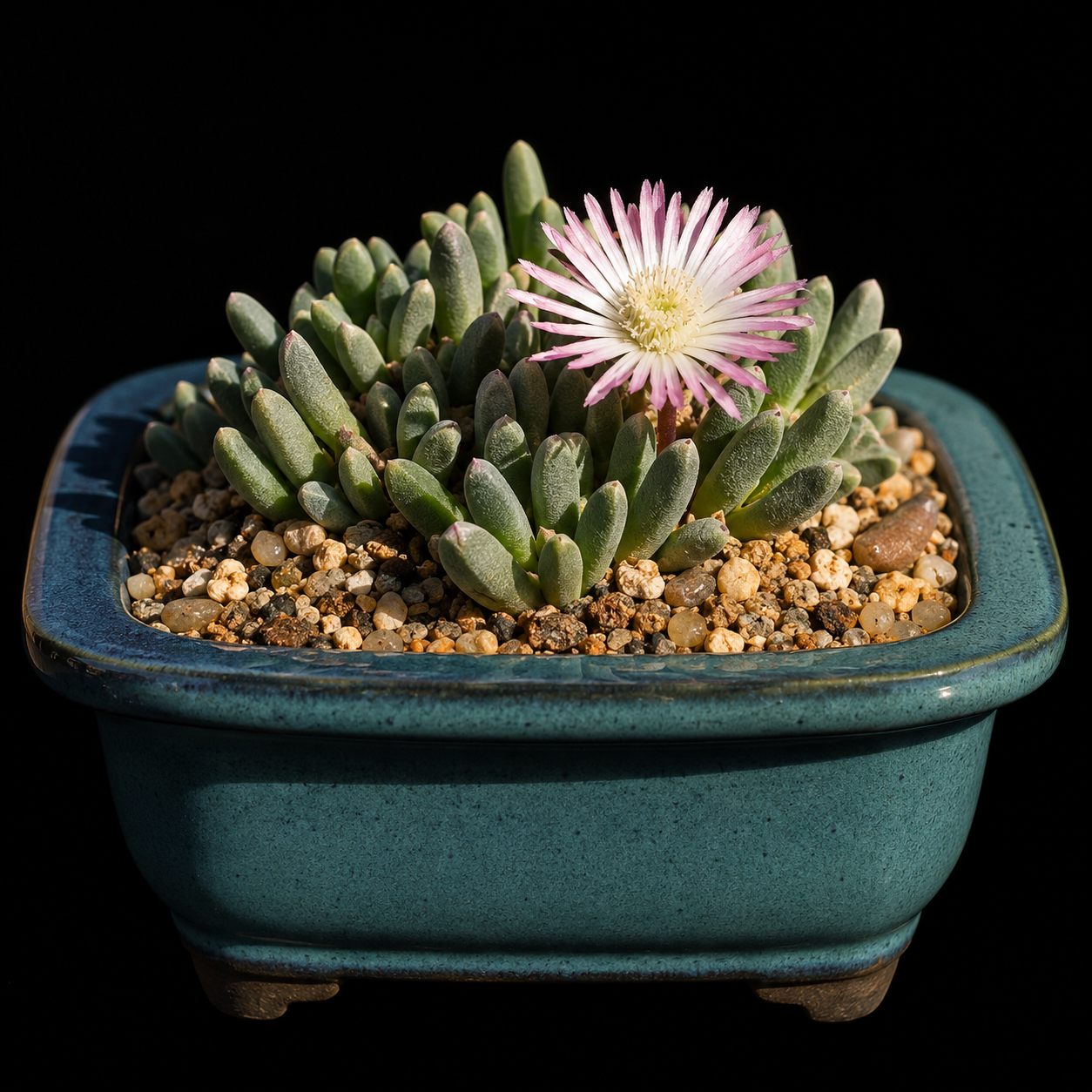 Cephalophyllum pulchellum - 5 Seed Pack
