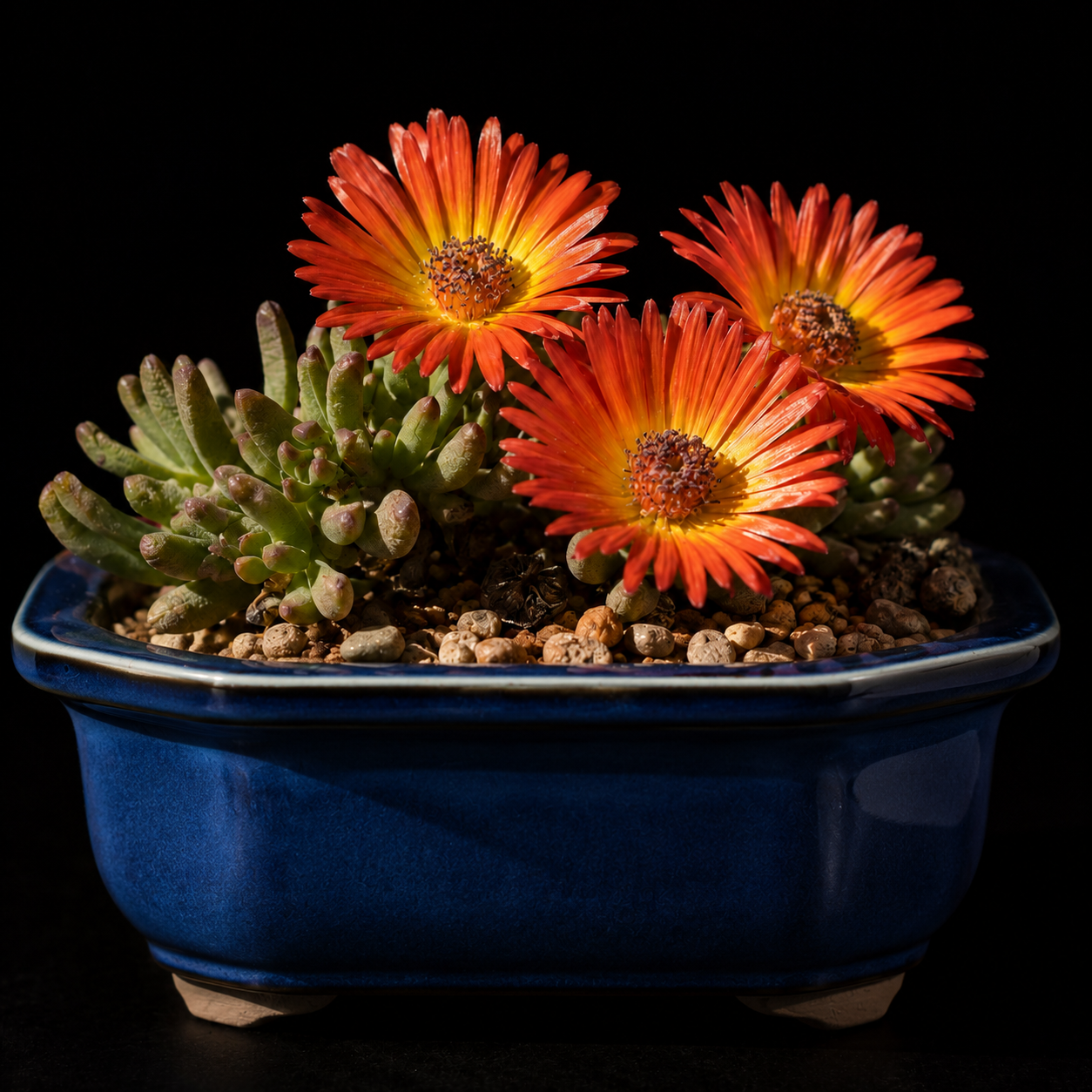 Cephalophyllum regale Bi-colour - 5 Seed Pack