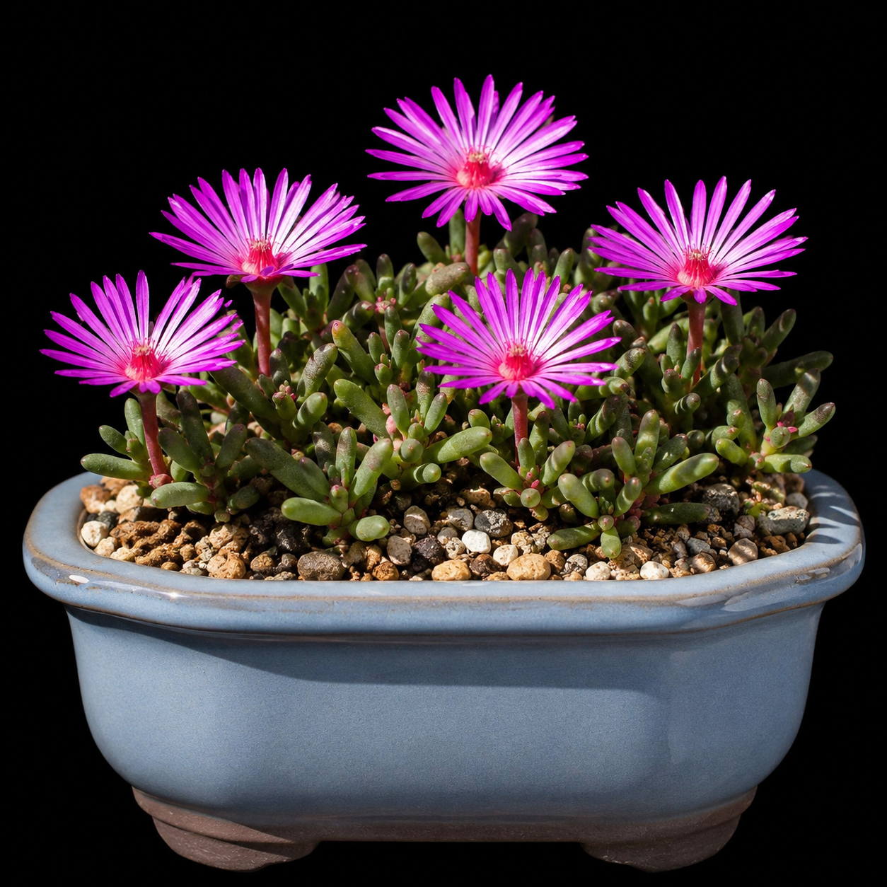 Cephalophyllum rostellum - Saldanha Starfig - 5 Seed Pack