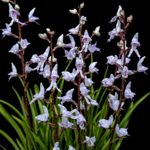 Disa aconitoides - Wolfsbane Disa; Oumakappie - 10+ Seed Pack