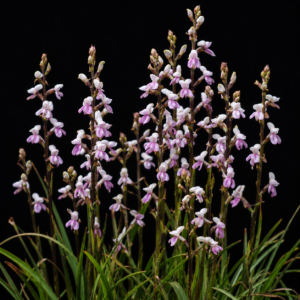 Disa aconitoides ssp. aconitoides - Pure Wolfsbane Disa; Oumakappie - 10+ Seed Pack