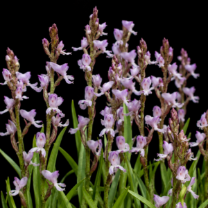 Disa aconitoides ssp. concinna - Elegant Wolfsbane Disa - 10+ Seed Pack