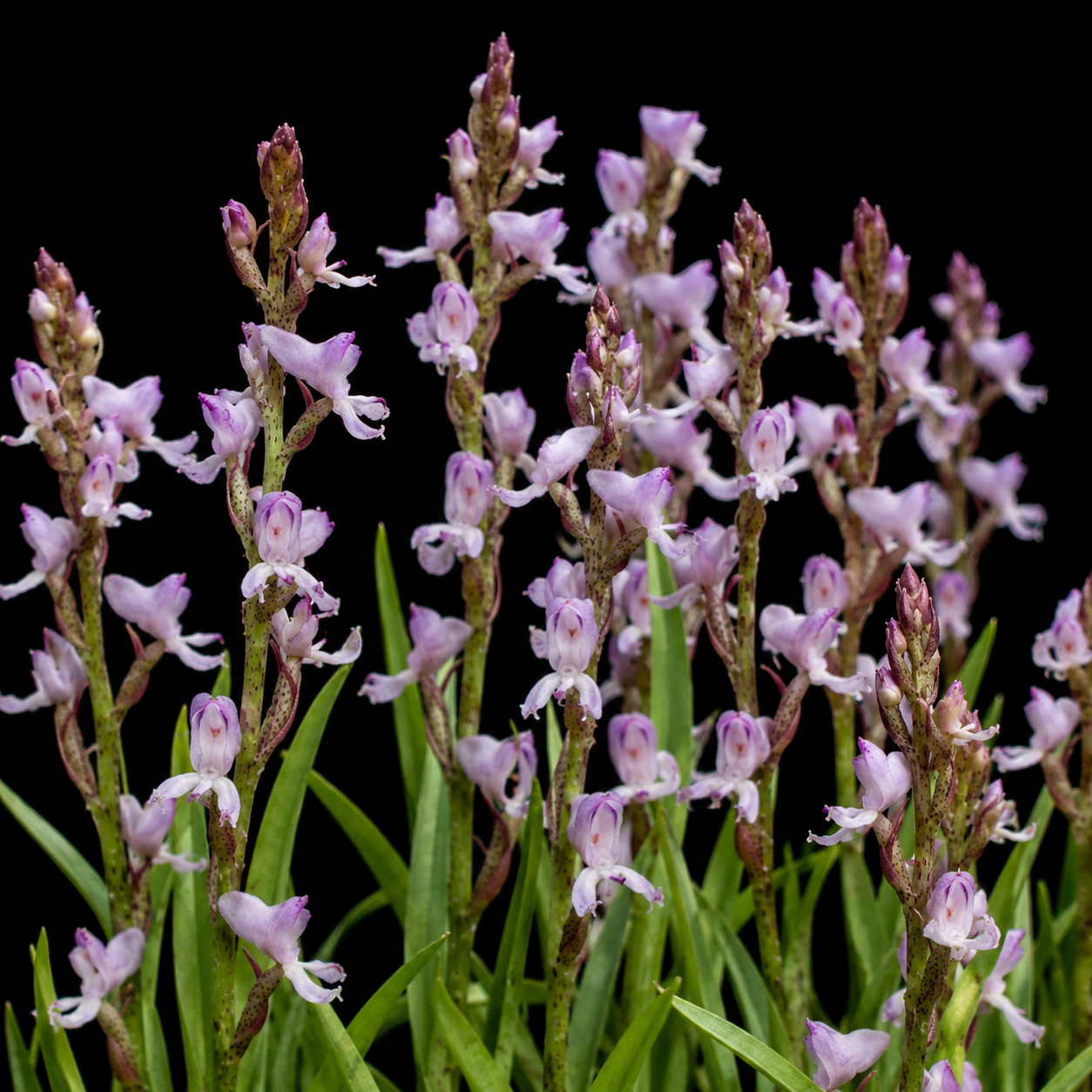 Disa aconitoides ssp. concinna - Elegant Wolfsbane Disa - 10+ Seed Pack