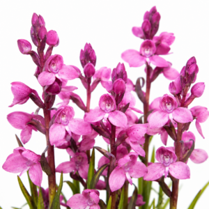Disa afra (Disa caffra) - 10+ Seed Pack