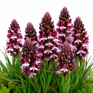 Disa albomagentea - Magenta Disa - 10+ Seed Pack