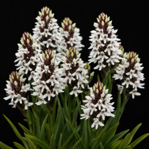 Disa alticola - 10+ Seed Pack