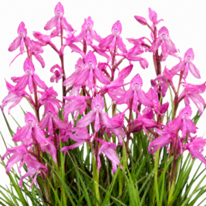 Disa amoena - Spike Disa - 10+ Seed Pack