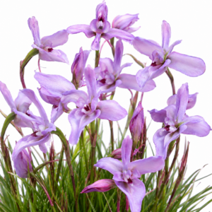 Disa arida - Kleinkaroo Disa - 10+ Seed Pack