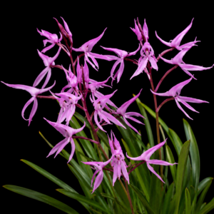 Disa aristata - 10+ Seed Pack