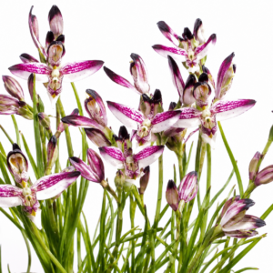 Disa atricapilla × bivalvata - Metallic-Trim Disa - 10+ Seed Pack