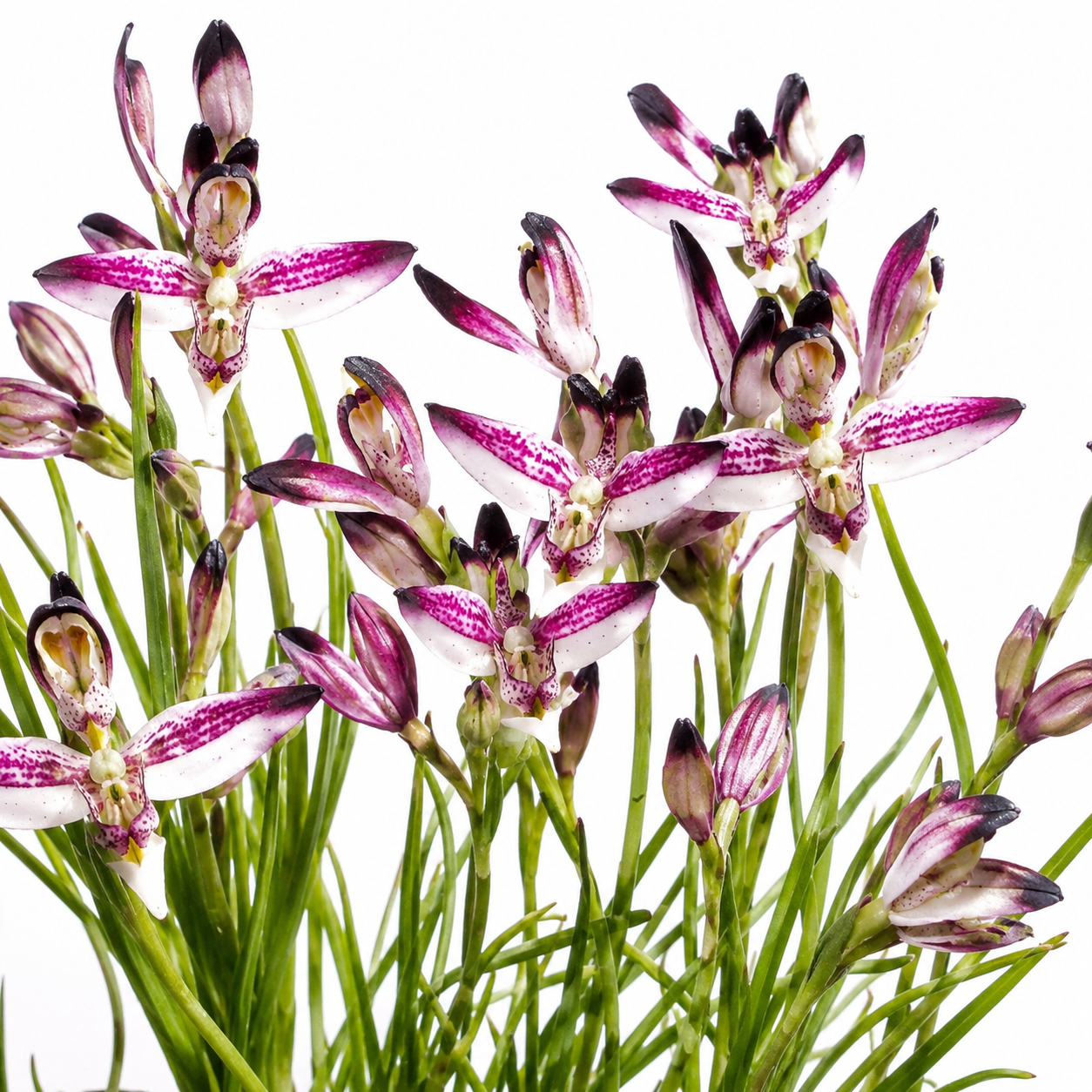 Disa atricapilla × bivalvata - Metallic-Trim Disa - 10+ Seed Pack