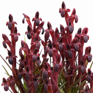 Disa atrorubens - Blood Monadisa - 10+ Seed Pack