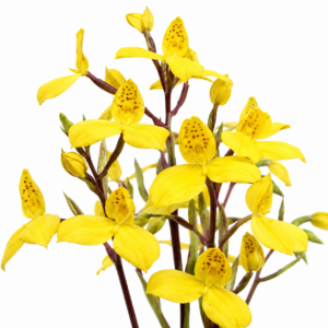 Disa aurata - Langeberg Golden Disa - 10+ Seed Pack