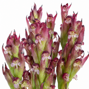 Disa basutorum - Basuto Disa - 10+ Seed Pack