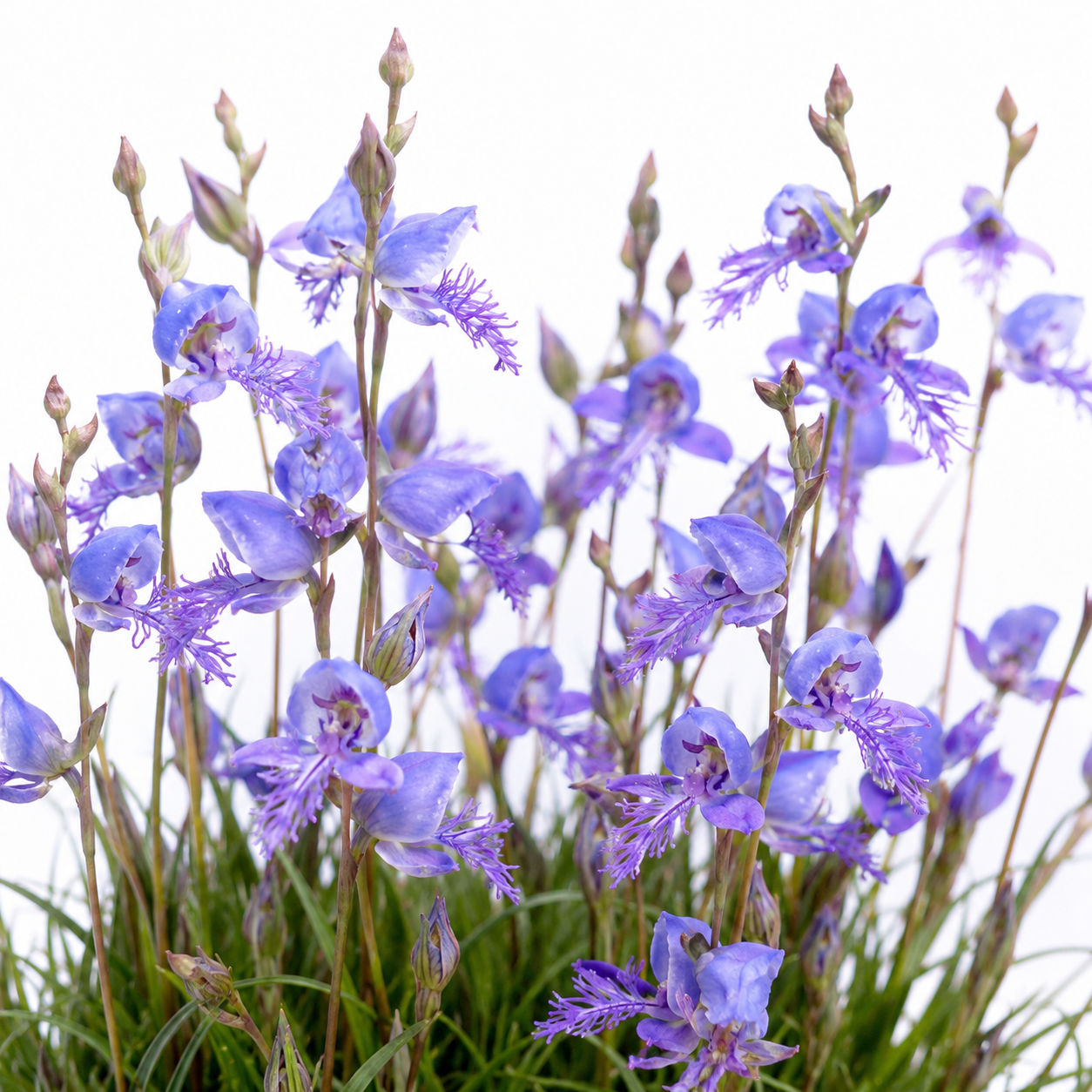 Disa baurii - Grassveld Blue Disa; Bloumoederkappie - 10+ Seed Pack