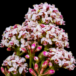 Disa begleyi - 10+ Seed Pack