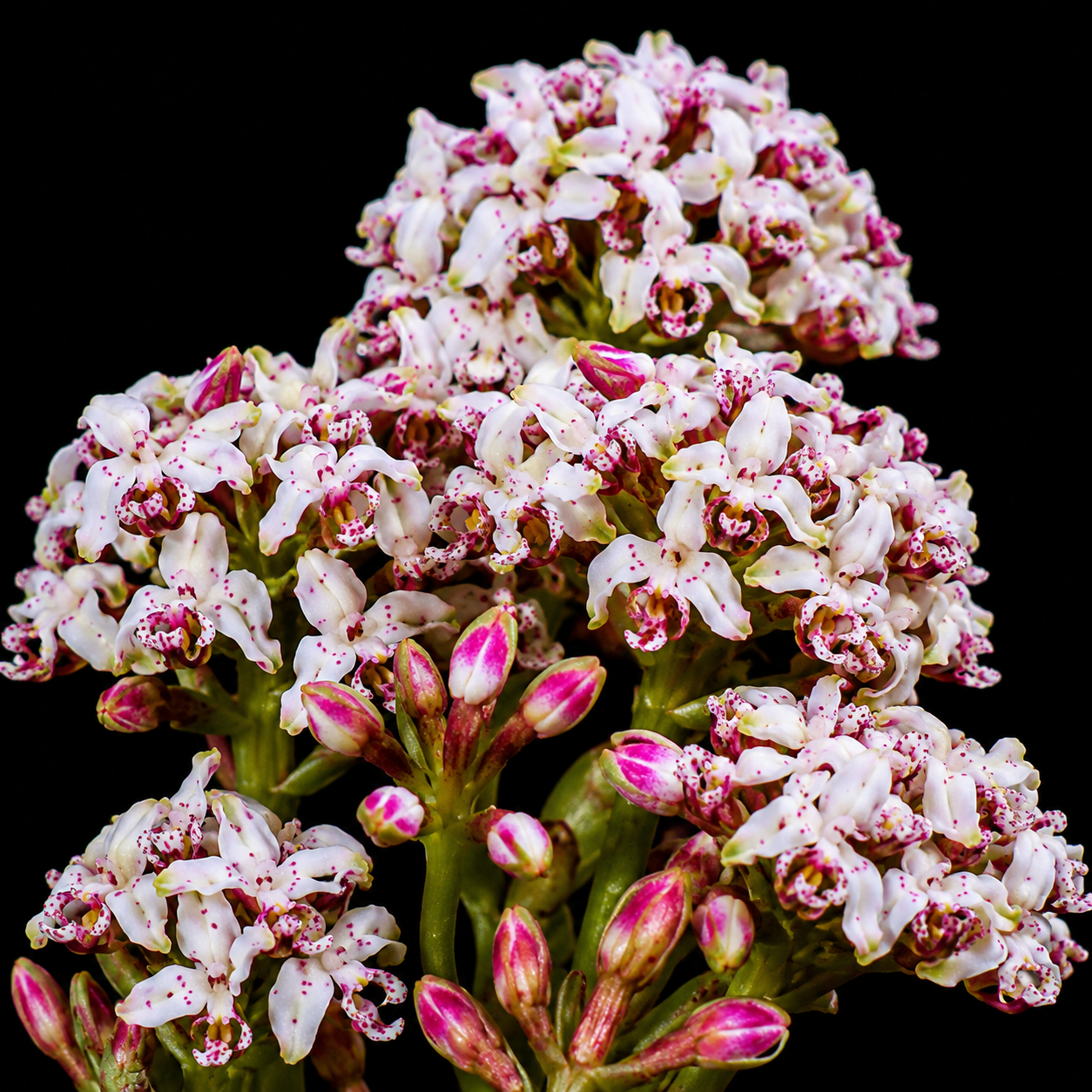 Disa begleyi - 10+ Seed Pack