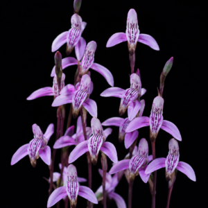 Disa bifida - Wire Disa; Kapotjie - 10+ Seed Pack