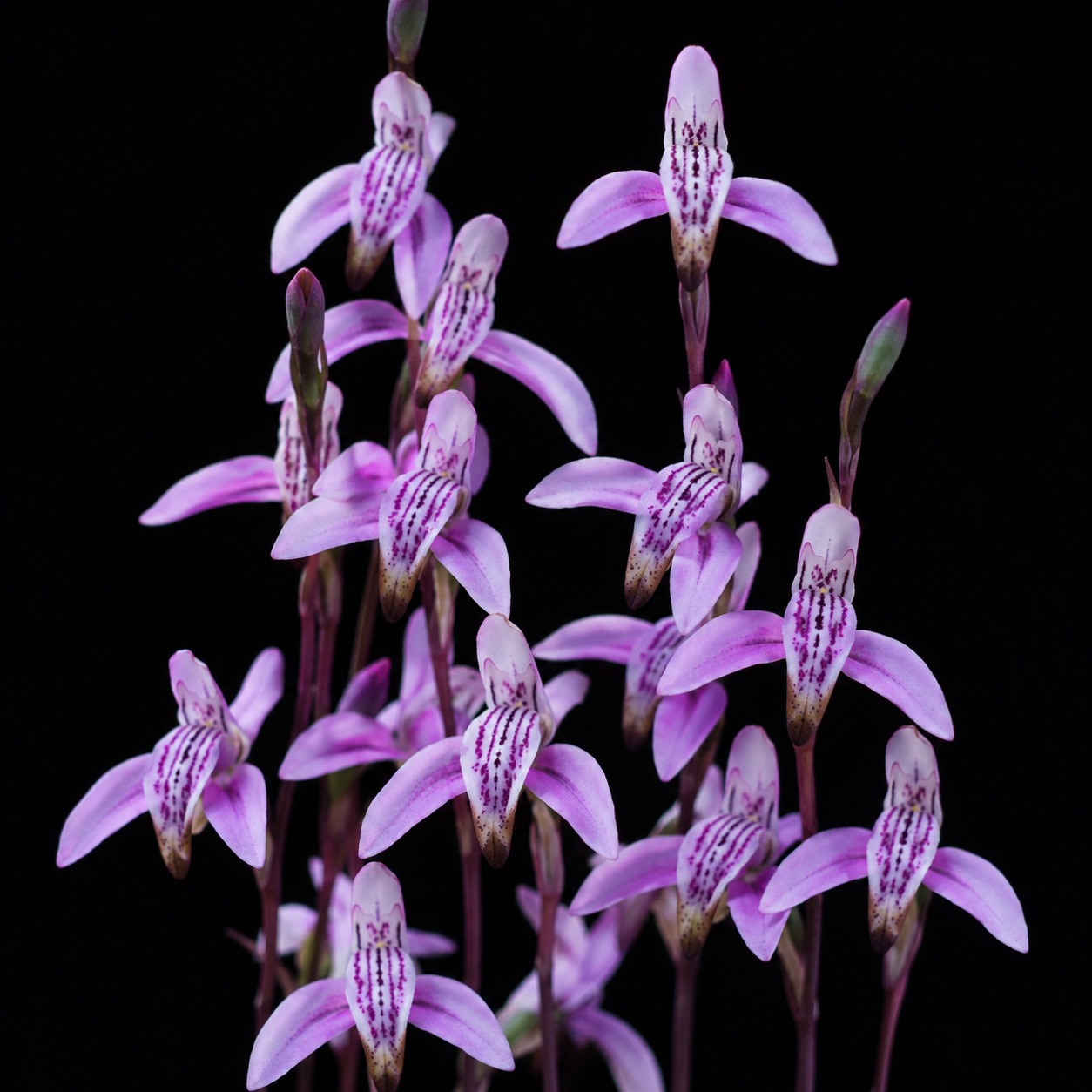 Disa bifida - Wire Disa; Kapotjie - 10+ Seed Pack