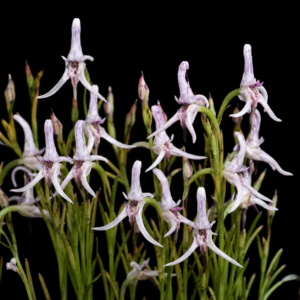 Disa biflora - Satyre Disa - 10+ Seed Pack