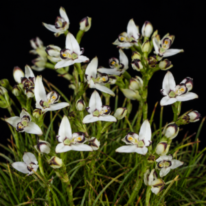 Disa bivalvata - Blacktrim Disa - 10+ Seed Pack