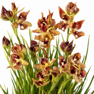 Disa bodkinii - Bodkins Disa - 10+ Seed Pack