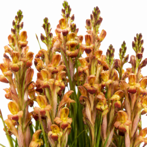 Disa bolusiana - Ridge Disa - 10+ Seed Pack