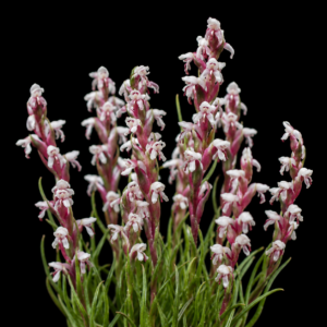 Disa brachyceras - Shortspur Disa - 10+ Seed Pack