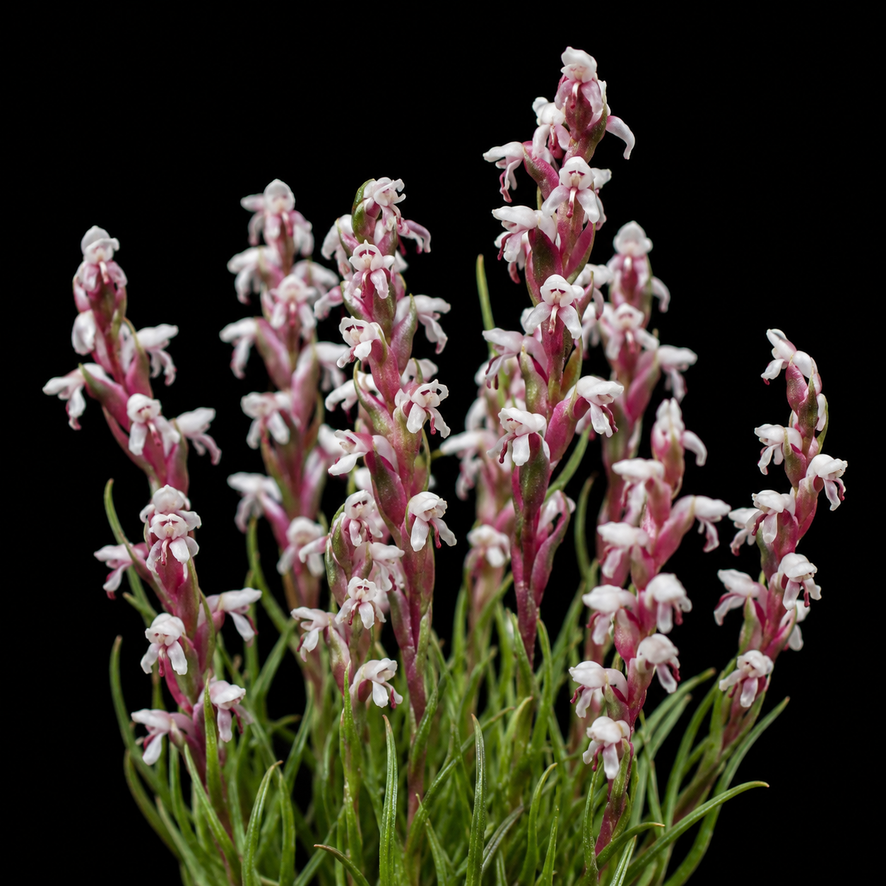 Disa brachyceras - Shortspur Disa - 10+ Seed Pack
