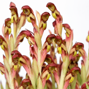 Disa brevicornis - Tropical Monodisa - 10+ Seed Pack
