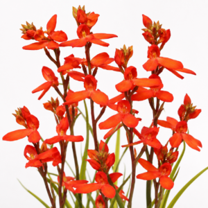Disa cardinalis - Cardinal Disa - 10+ Seed Pack
